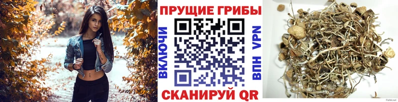 Галлюциногенные грибы MAGIC MUSHROOMS  купить наркотик  Нариманов 